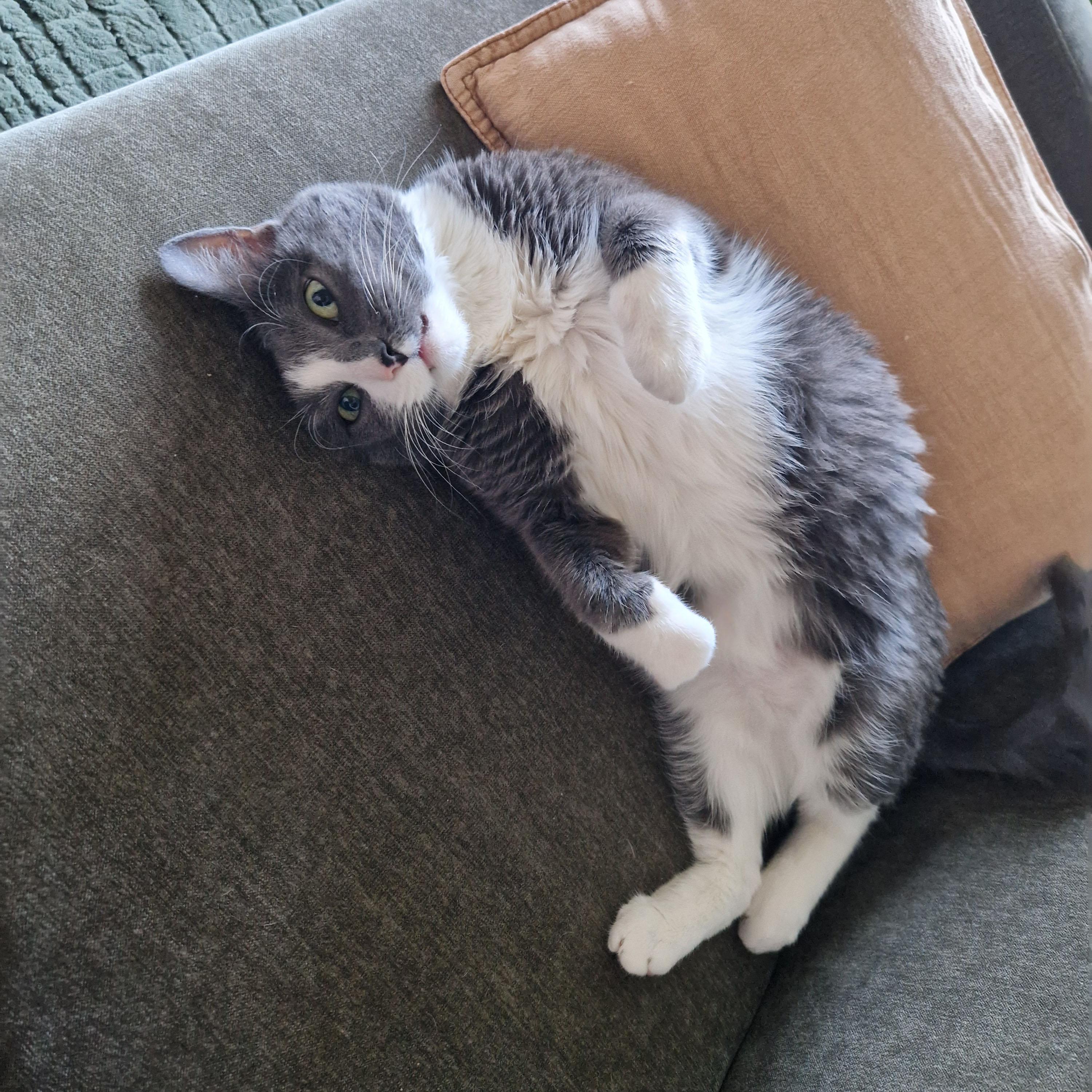 Enlarge Edith, an adopted Domestic Short Hair in BROOKLYN, NY image 4/6