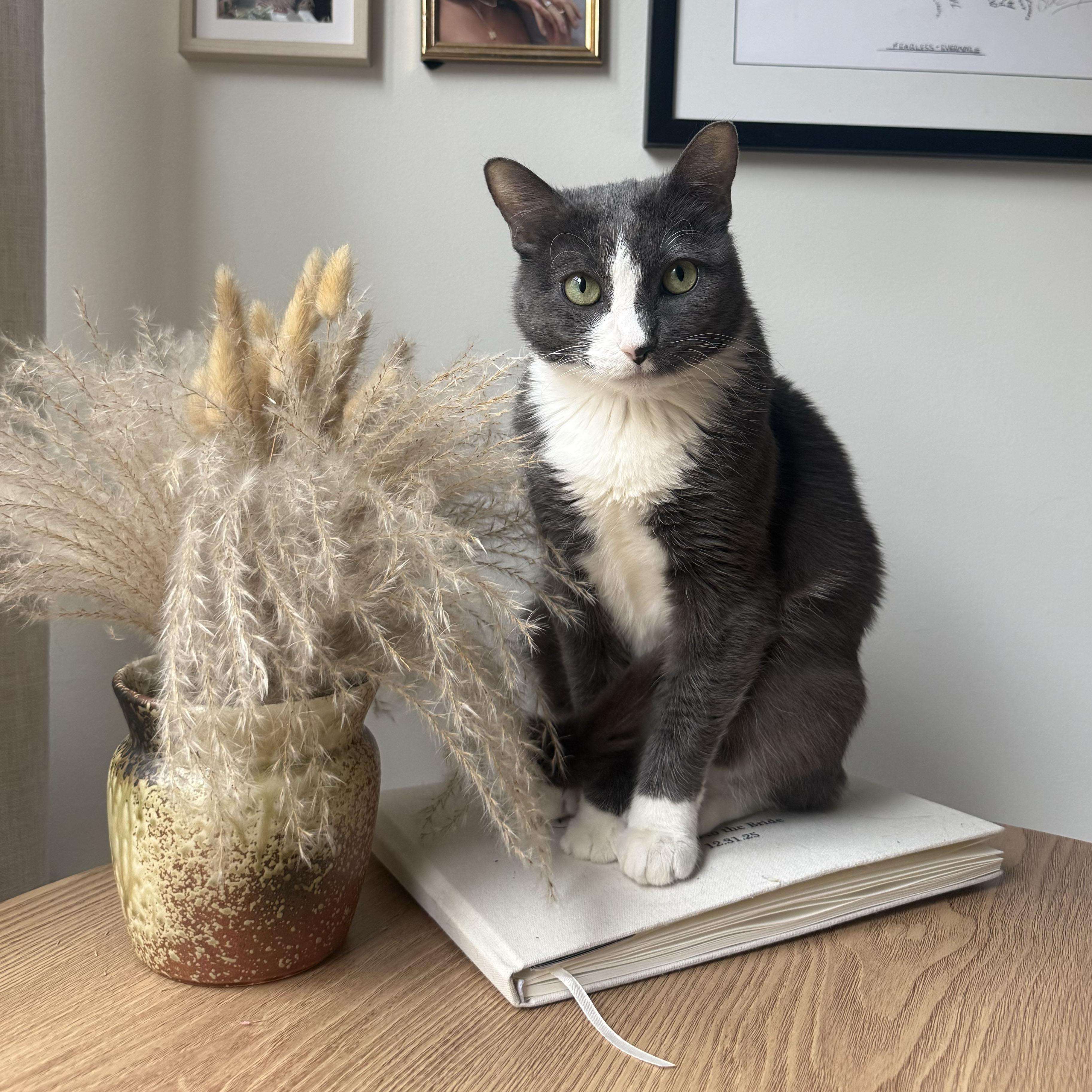 Enlarge Edith, an adopted Domestic Short Hair in BROOKLYN, NY image 1/6