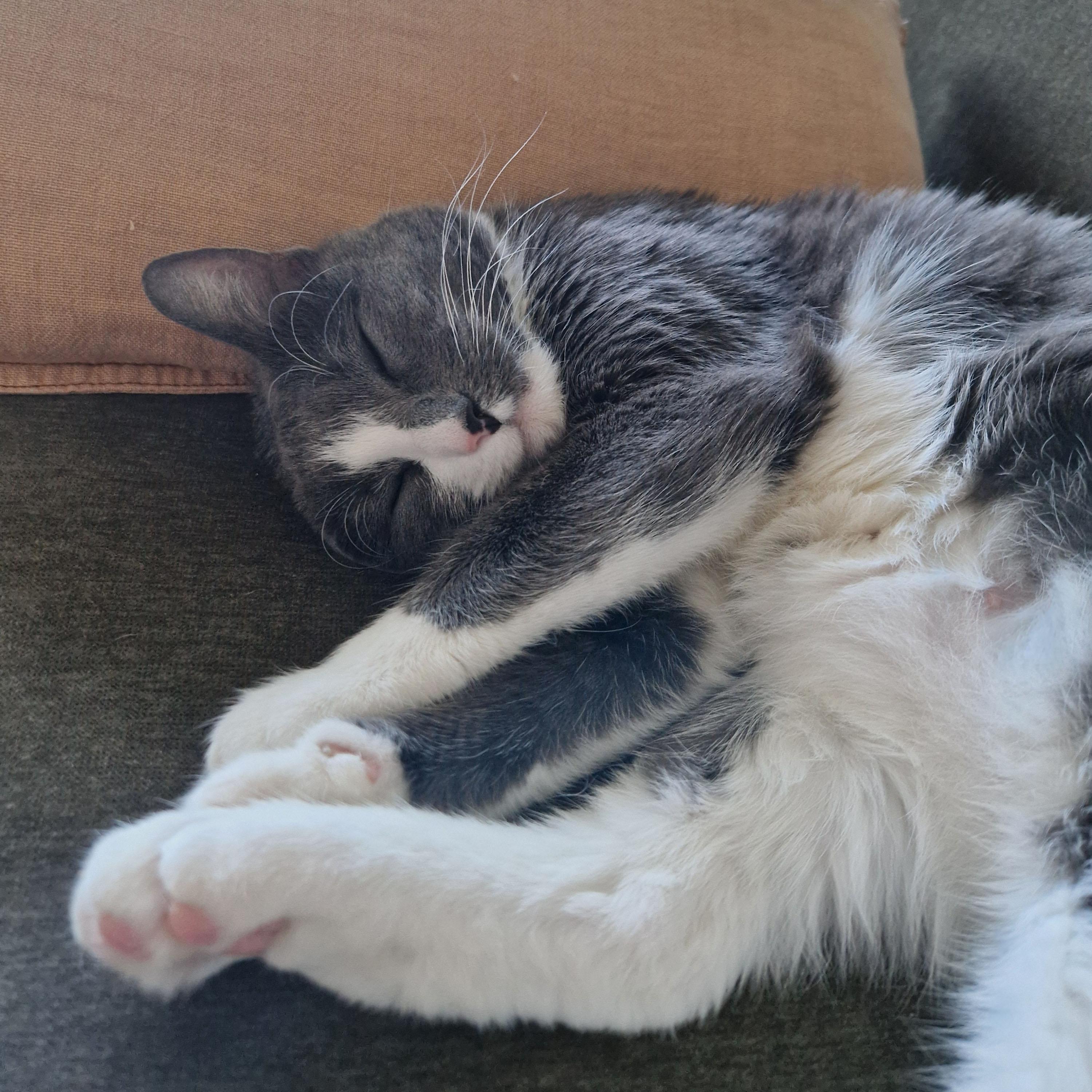 Enlarge Edith, an adopted Domestic Short Hair in BROOKLYN, NY image 6/6