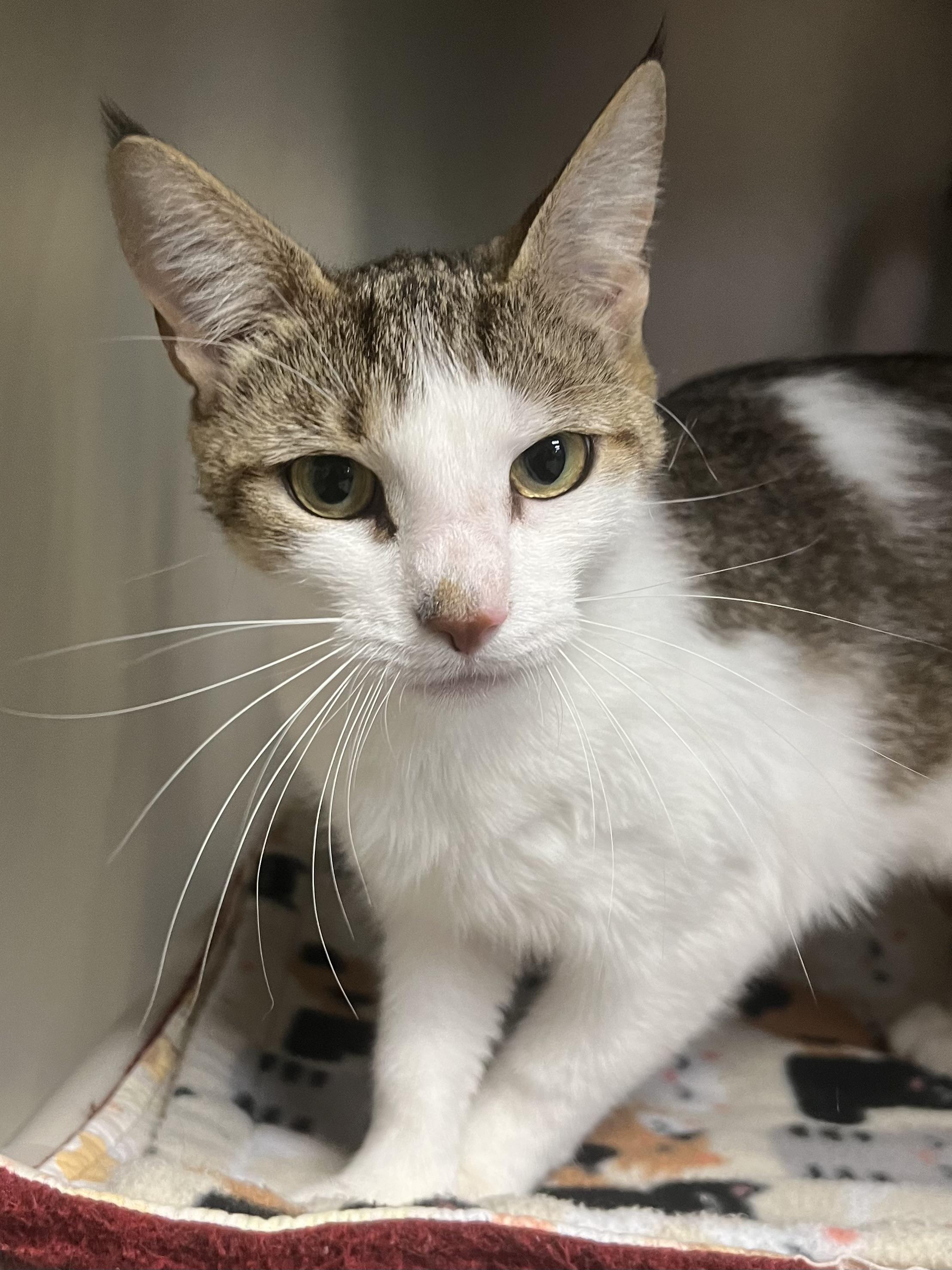 Enlarge Brianna, a ADOPTABLE Domestic Short Hair in Johnston, RI image 4/6