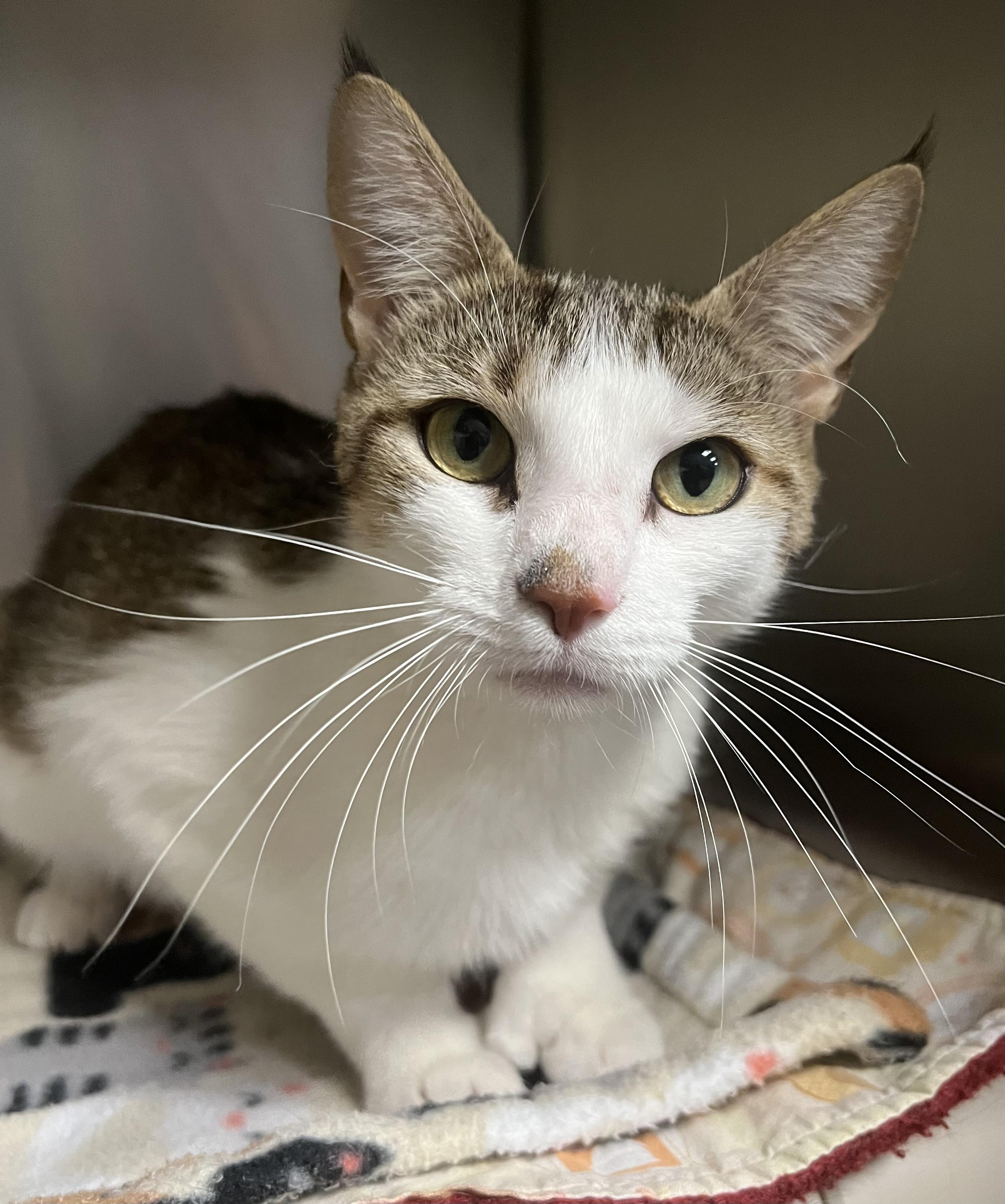 Brianna, ADOPTABLE, Young Female Domestic Short Hair.