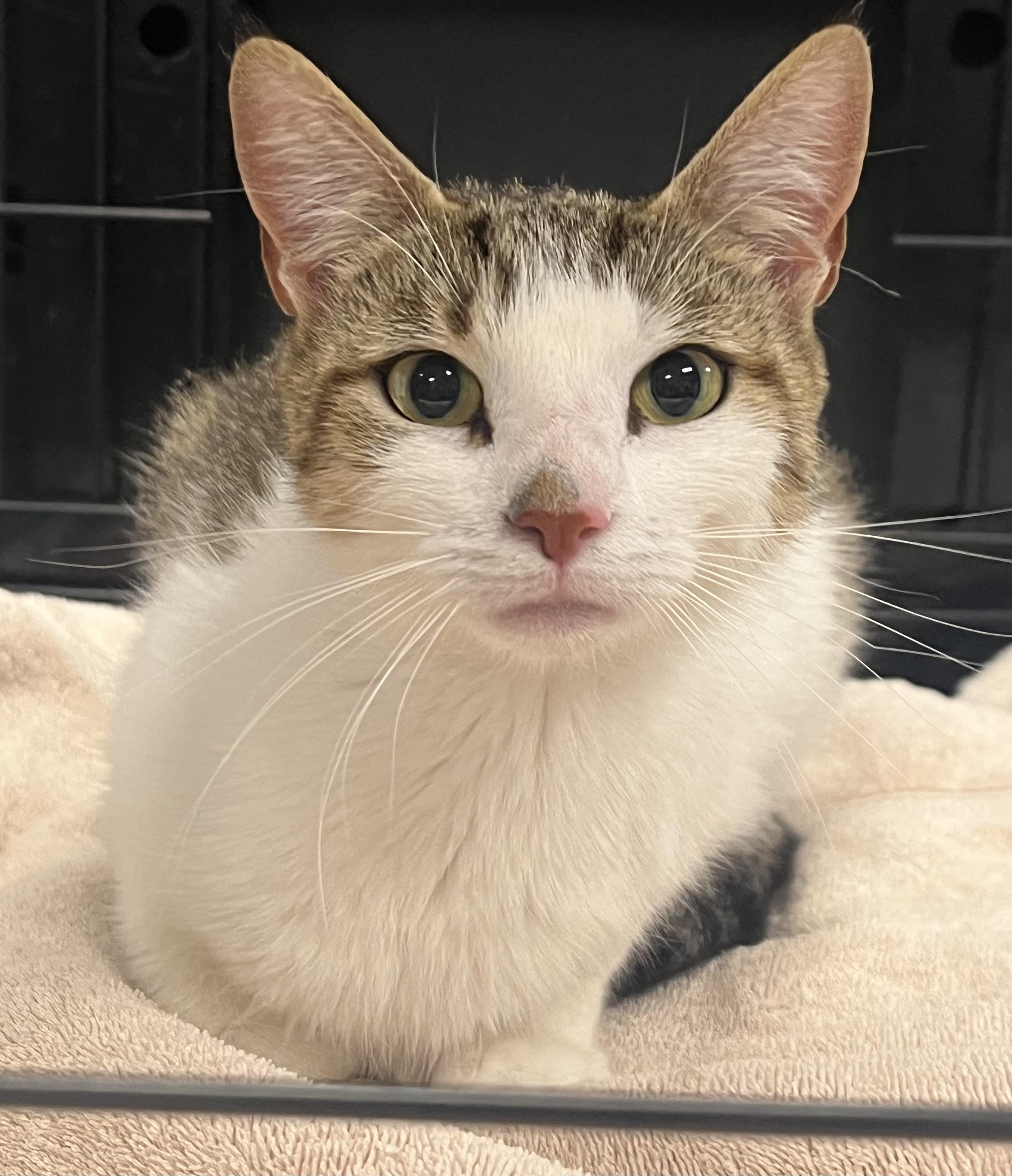 Enlarge Brianna, a ADOPTABLE Domestic Short Hair in Johnston, RI image 6/6