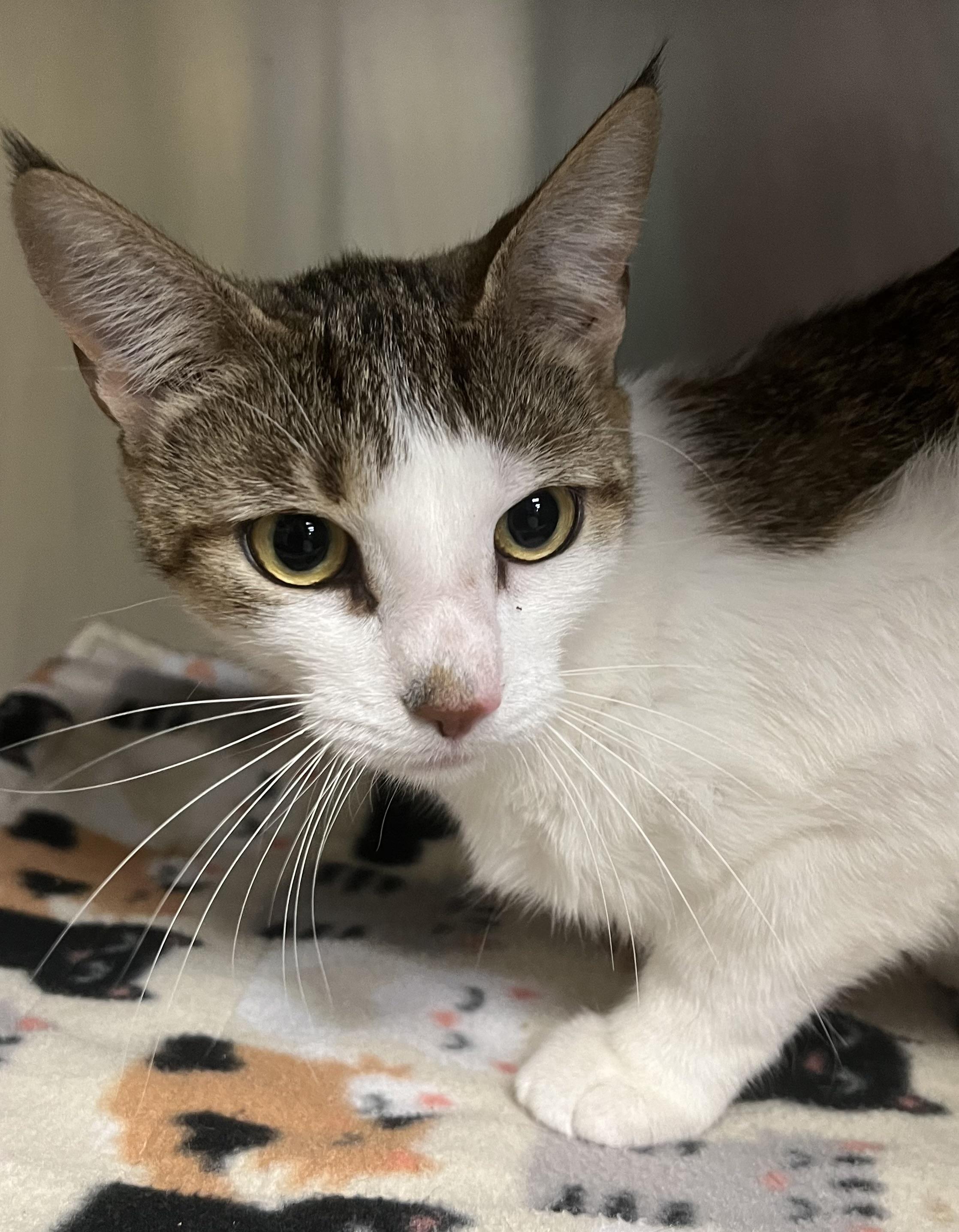 Enlarge Brianna, a ADOPTABLE Domestic Short Hair in Johnston, RI image 5/6