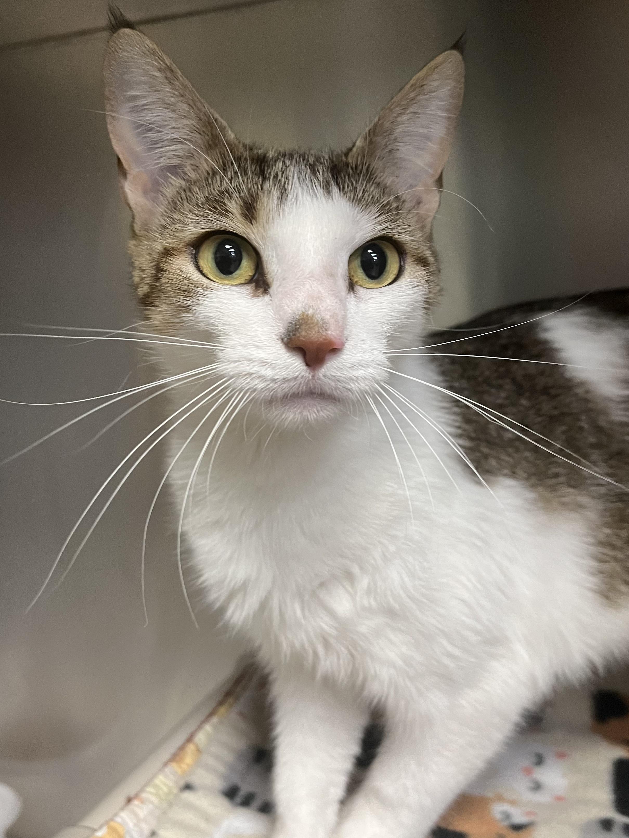 Enlarge Brianna, a ADOPTABLE Domestic Short Hair in Johnston, RI image 3/6