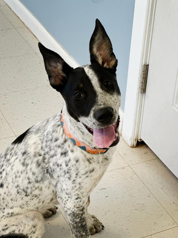 Elsie, a Adoptable mixed breed in Midland, TX image 1/6