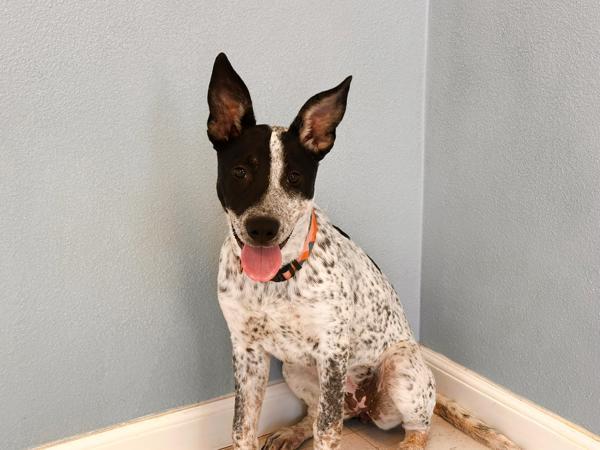 Elsie, a Adoptable mixed breed in Midland, TX image 5/6