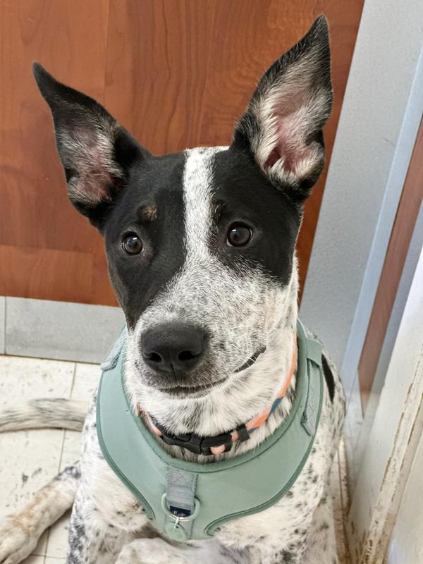 Elsie, a Adoptable mixed breed in Midland, TX image 6/6