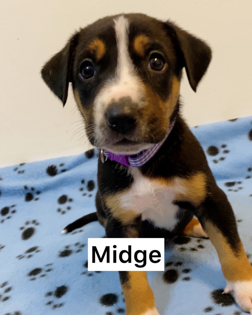 Midge, an adopted Mixed Breed in St. Albans, VT_image-1