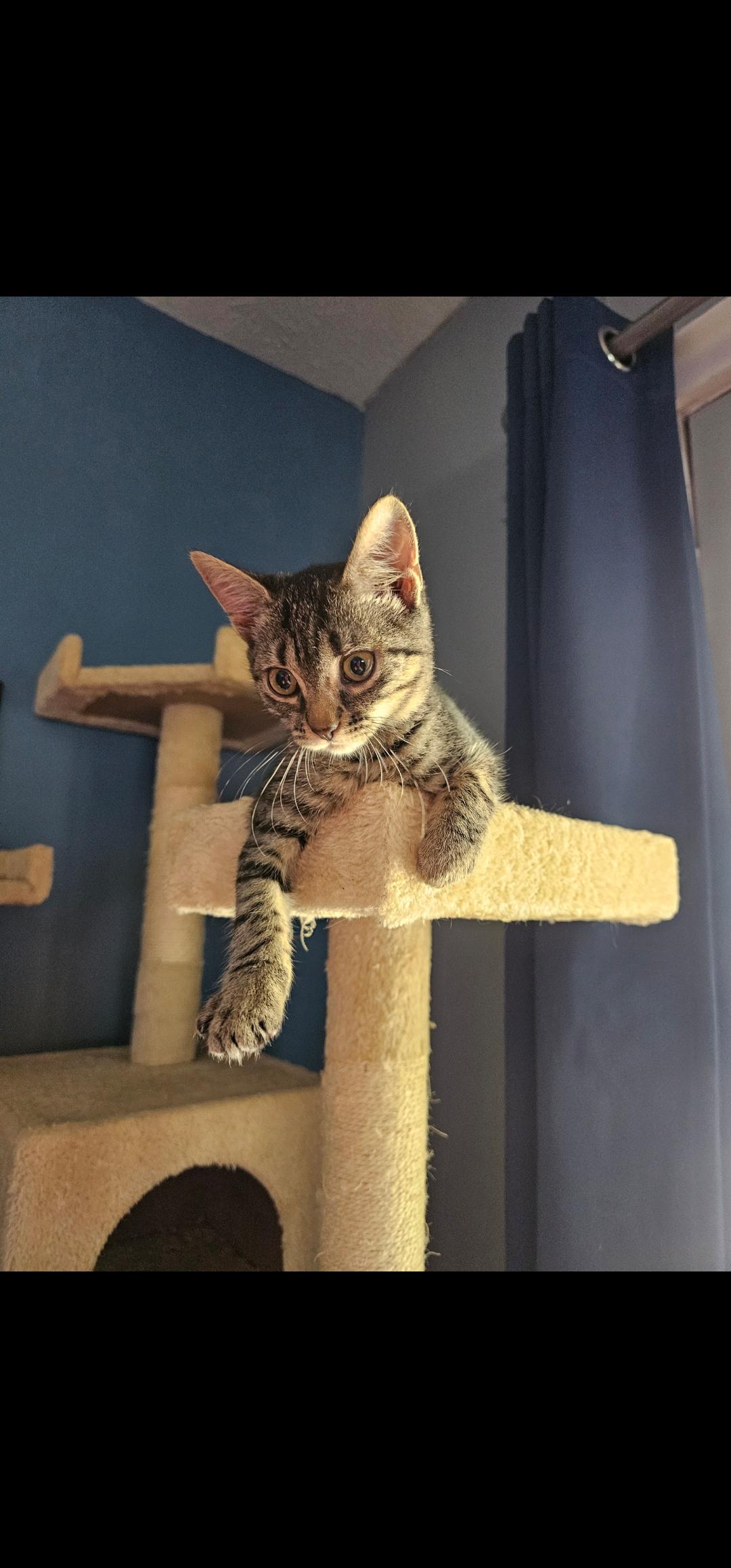 Nasya, a Adoptable Domestic Short Hair in Lumberton, NC image 2/4