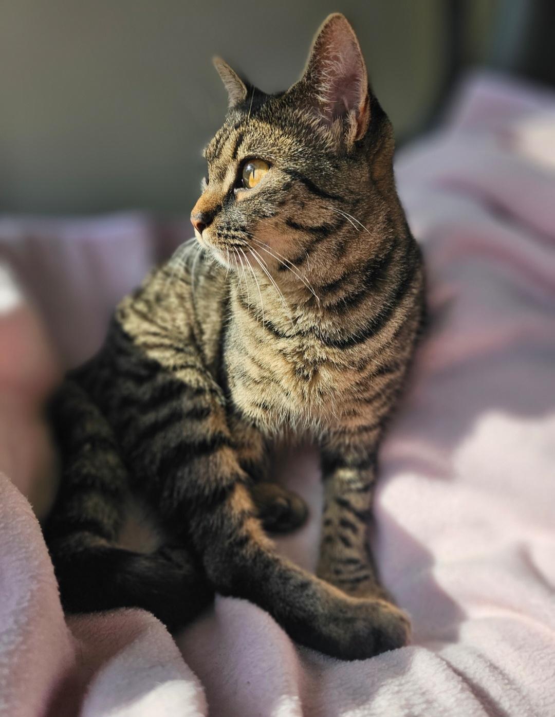 Nasya, a Adoptable Domestic Short Hair in Lumberton, NC image 4/4