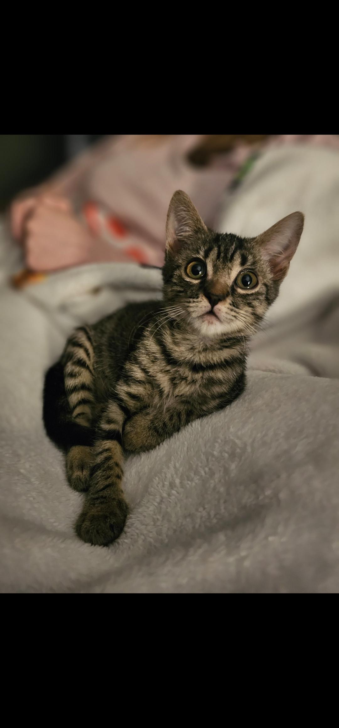 Nasya, a Adoptable Domestic Short Hair in Lumberton, NC image 3/4