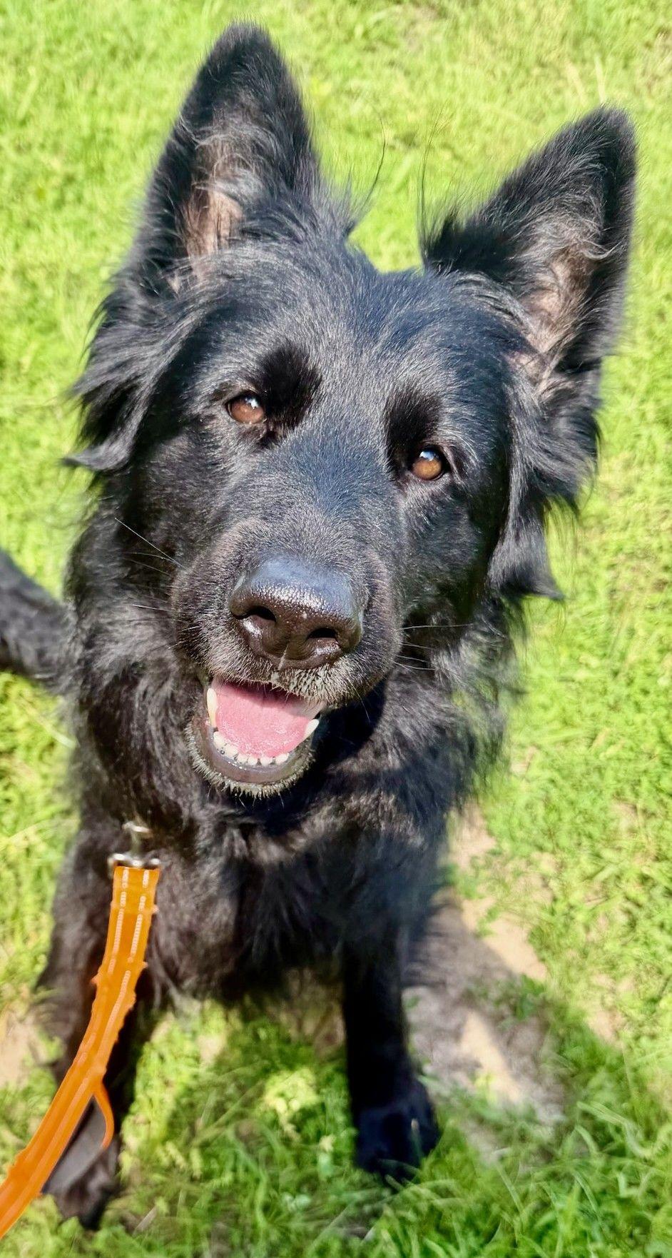 Enlarge Ella, an adopted mixed breed in Parkville, MO image 4/5