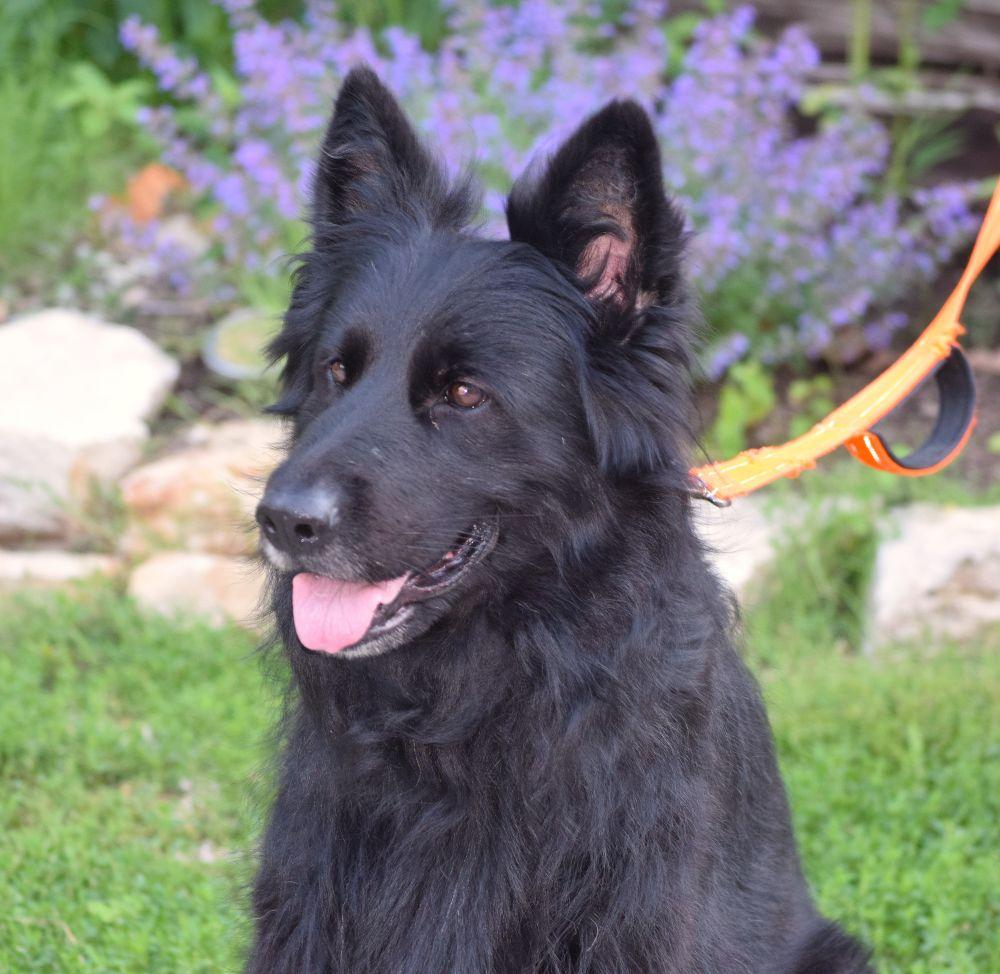 Ella, adopted, Adult Female German Shepherd Dog.
