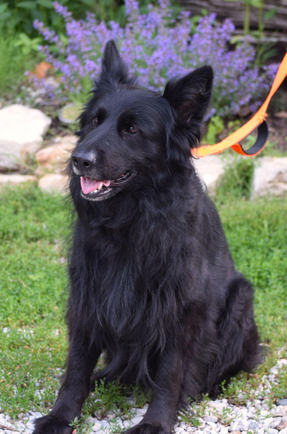 Enlarge Ella, an adopted mixed breed in Parkville, MO image 2/5