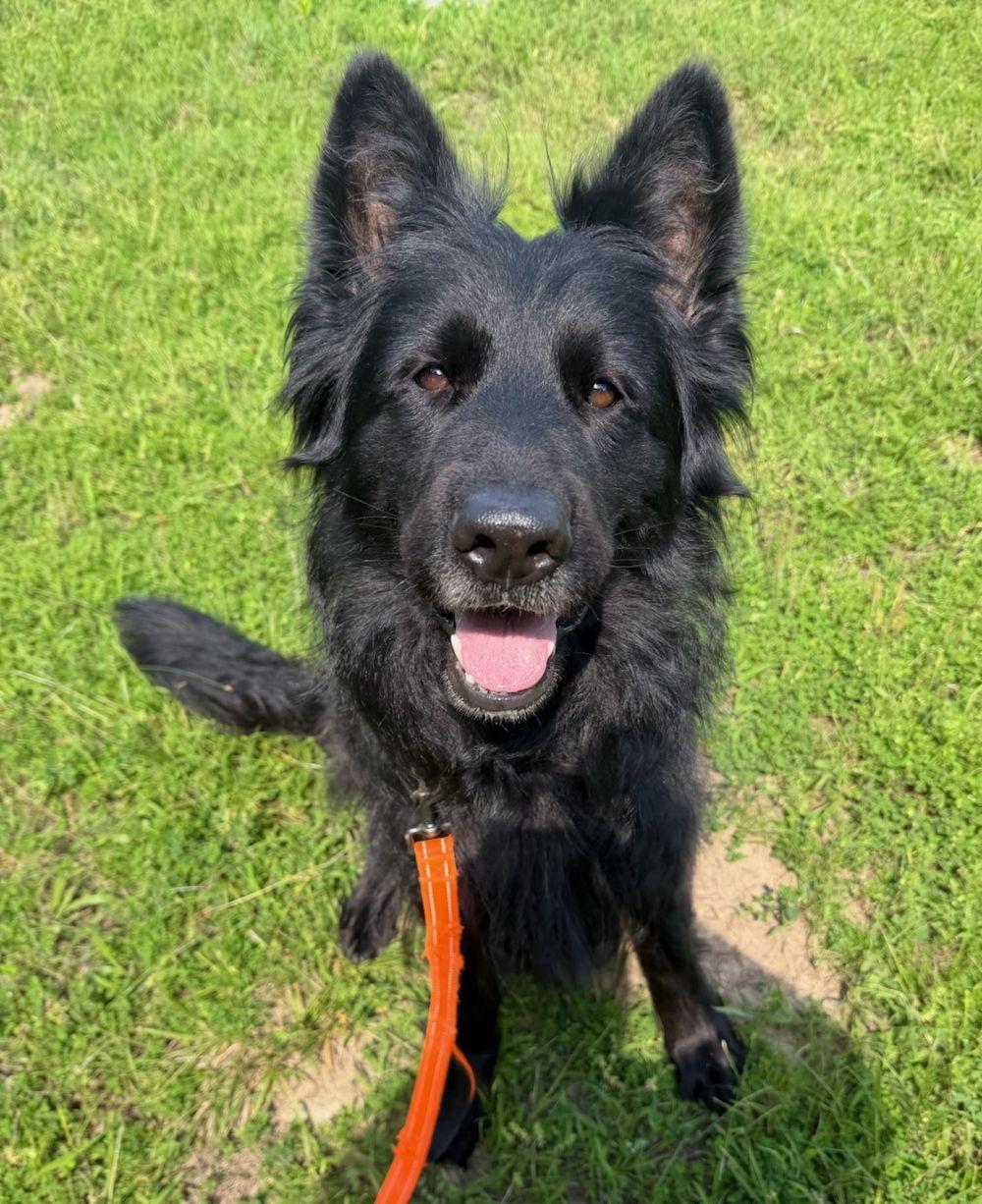 Enlarge Ella, an adopted mixed breed in Parkville, MO image 5/5