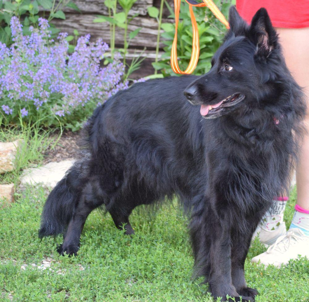 Enlarge Ella, an adopted mixed breed in Parkville, MO image 3/5