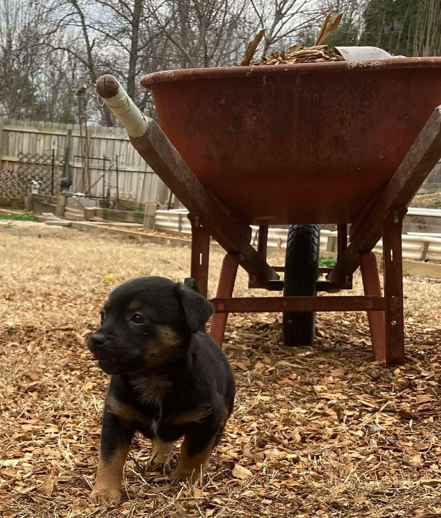 Candy, a ADOPTABLE Terrier in Kannapolis, NC image 5/5