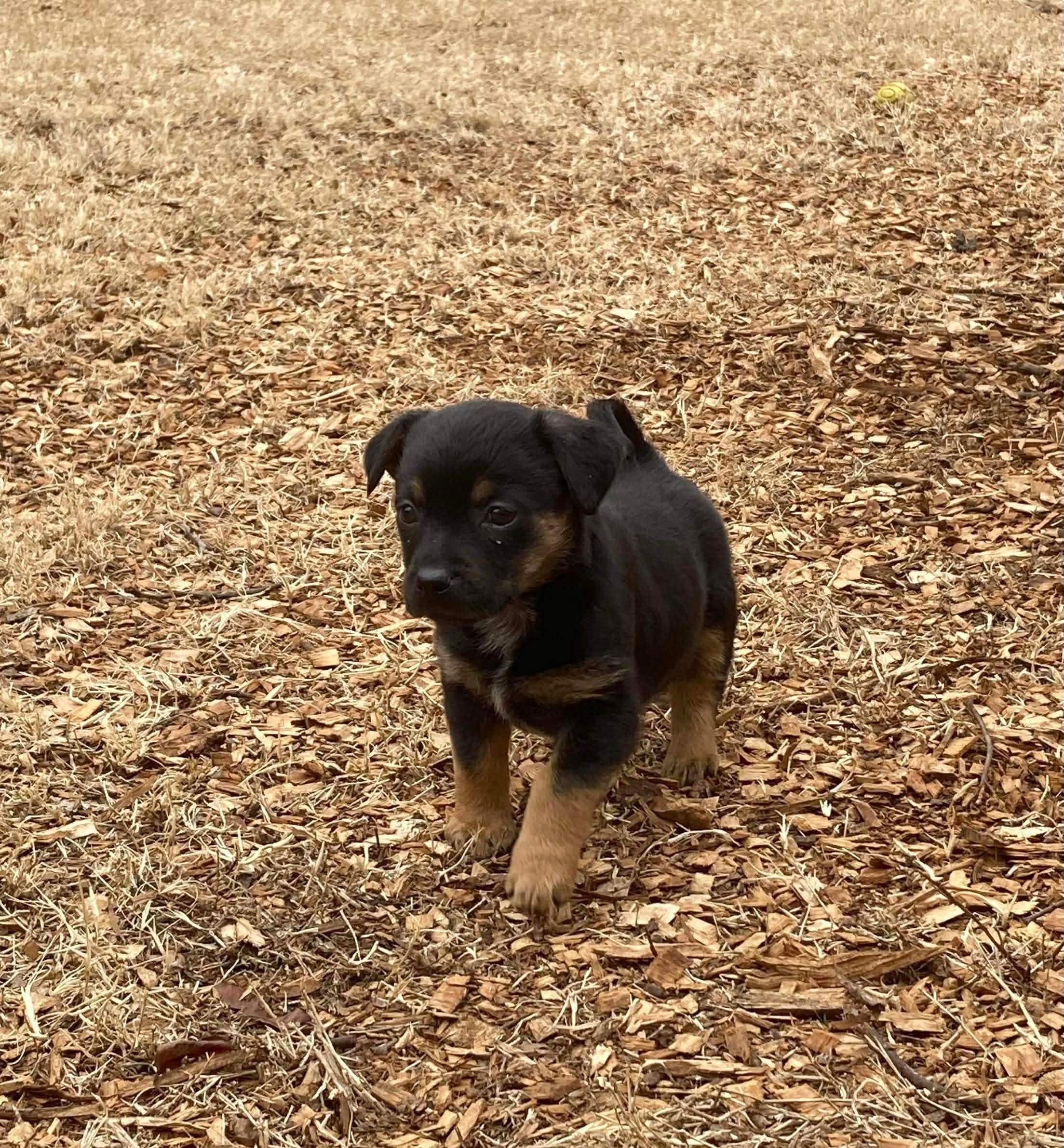 Candy, ADOPTABLE, Puppy Female Terrier.