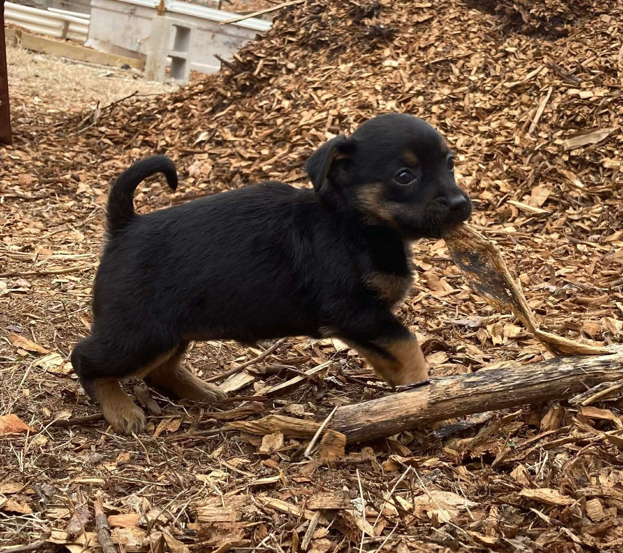 Candy, a ADOPTABLE Terrier in Kannapolis, NC image 2/5