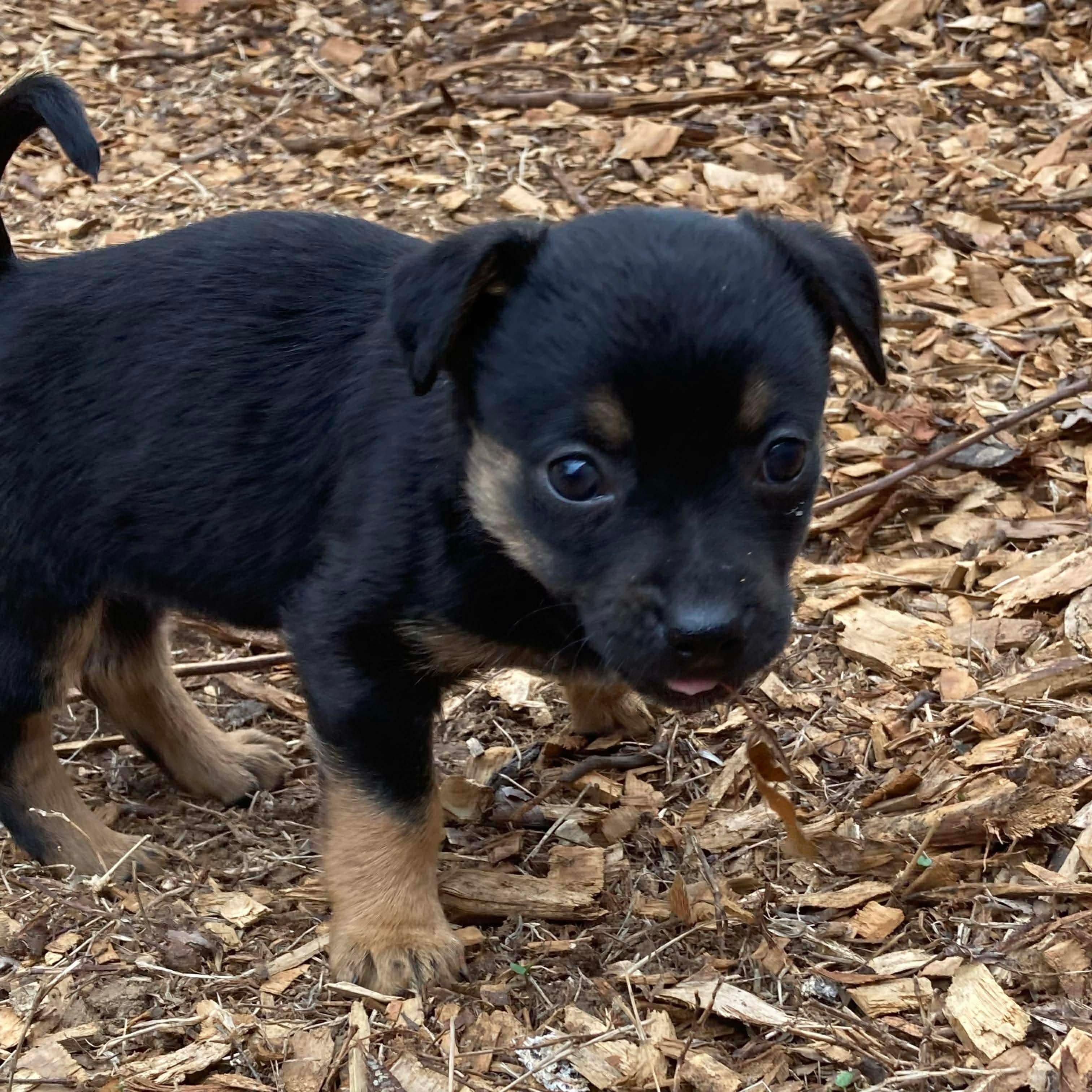 Candy, a ADOPTABLE Terrier in Kannapolis, NC image 4/5