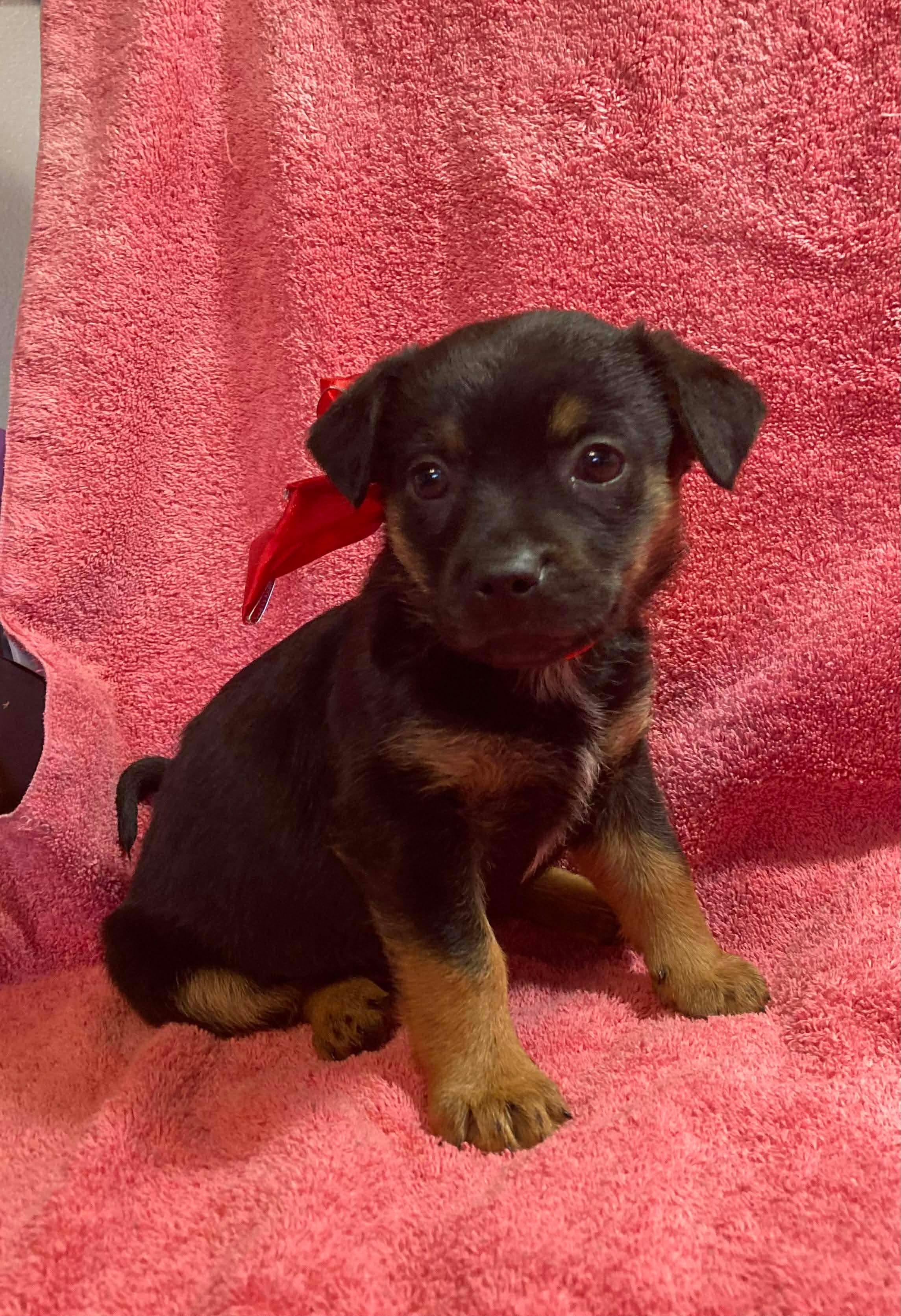 Candy, a ADOPTABLE Terrier in Kannapolis, NC image 3/5