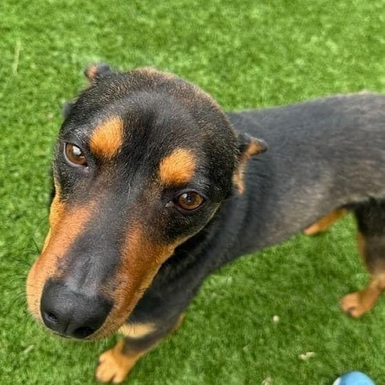 Enlarge Coby, a Adopted mixed breed in Lavon, TX image 3/4