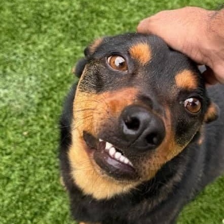 Enlarge Coby, a Adopted mixed breed in Lavon, TX image 2/4