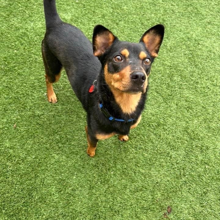 Enlarge Coby, a Adopted mixed breed in Lavon, TX image 4/4