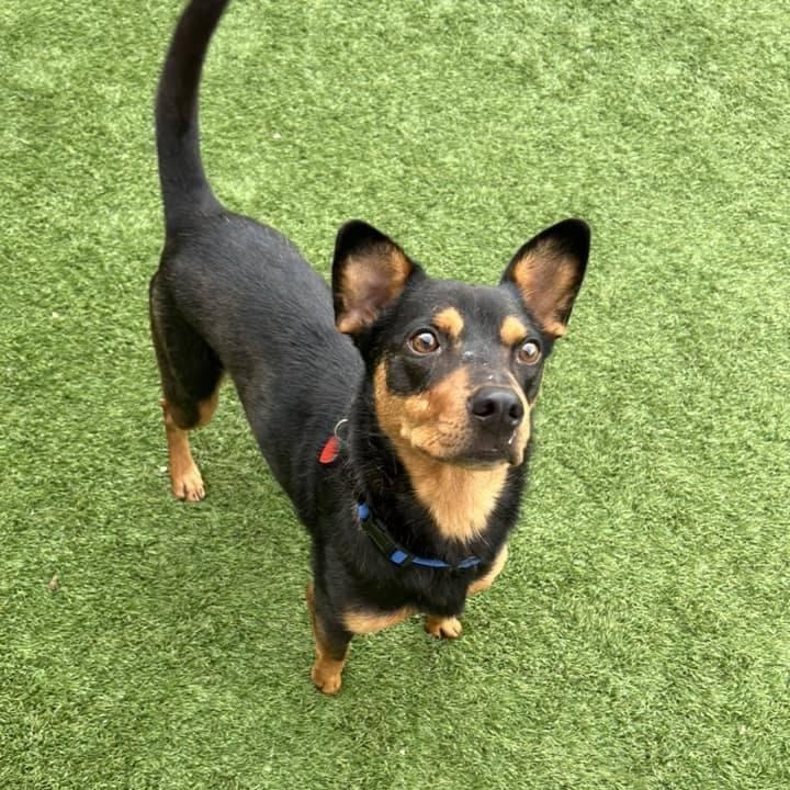 Coby, Adopted, Young Male Beauceron.