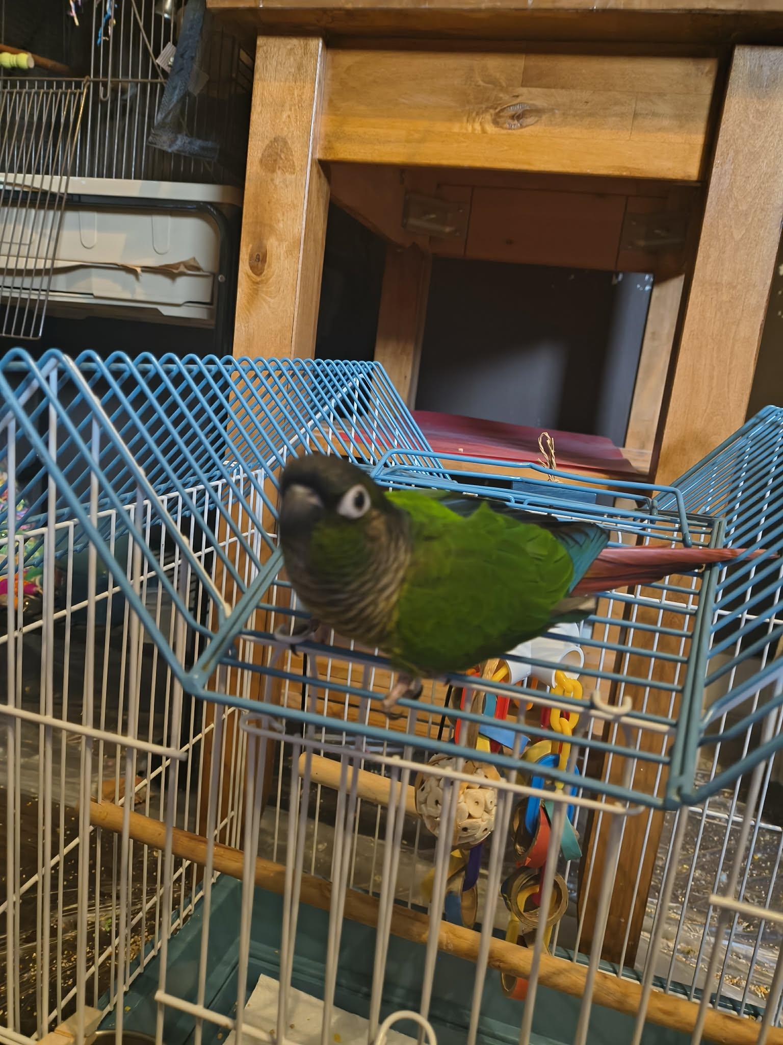 Enlarge Szyani, a Adoptable Conure in hinckley, IL image 1/3