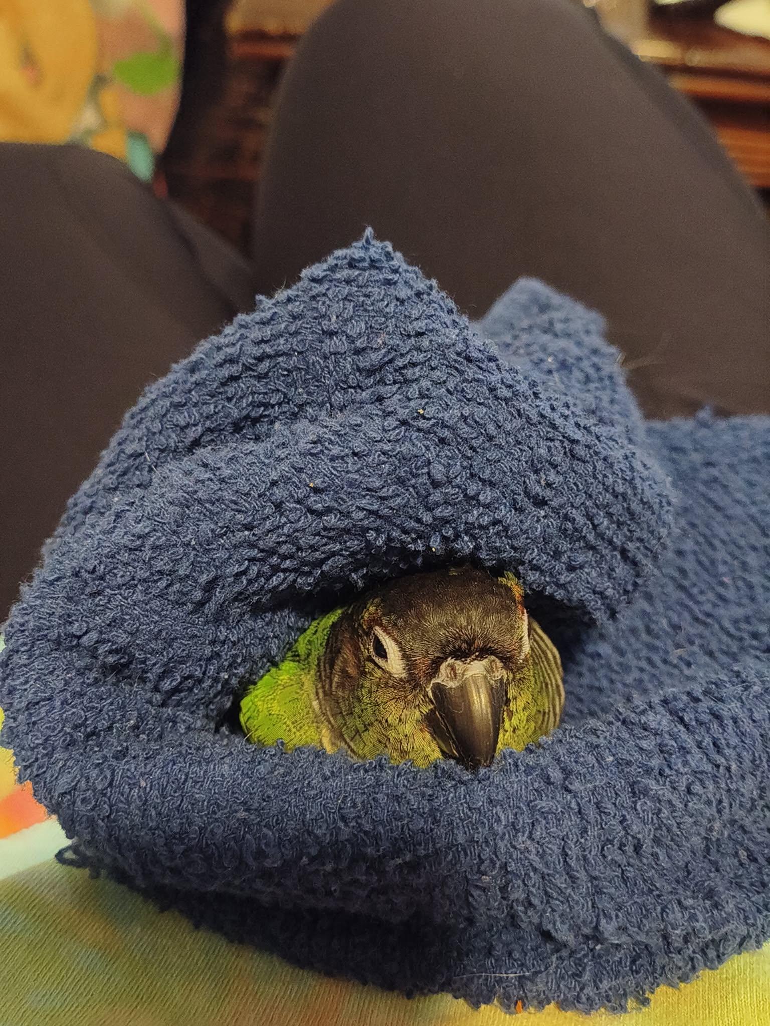 Enlarge Szyani, a Adoptable Conure in hinckley, IL image 2/3