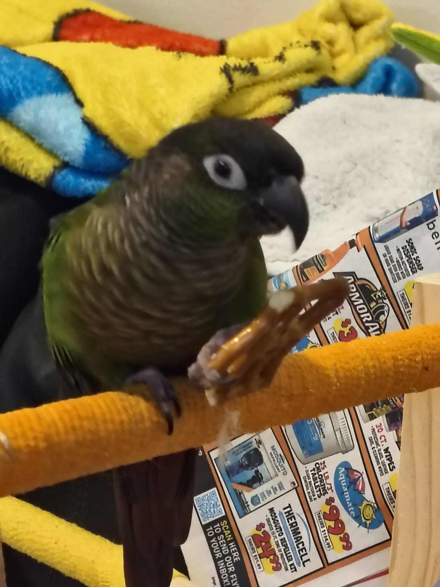 Enlarge Szyani, a Adoptable Conure in hinckley, IL image 3/3