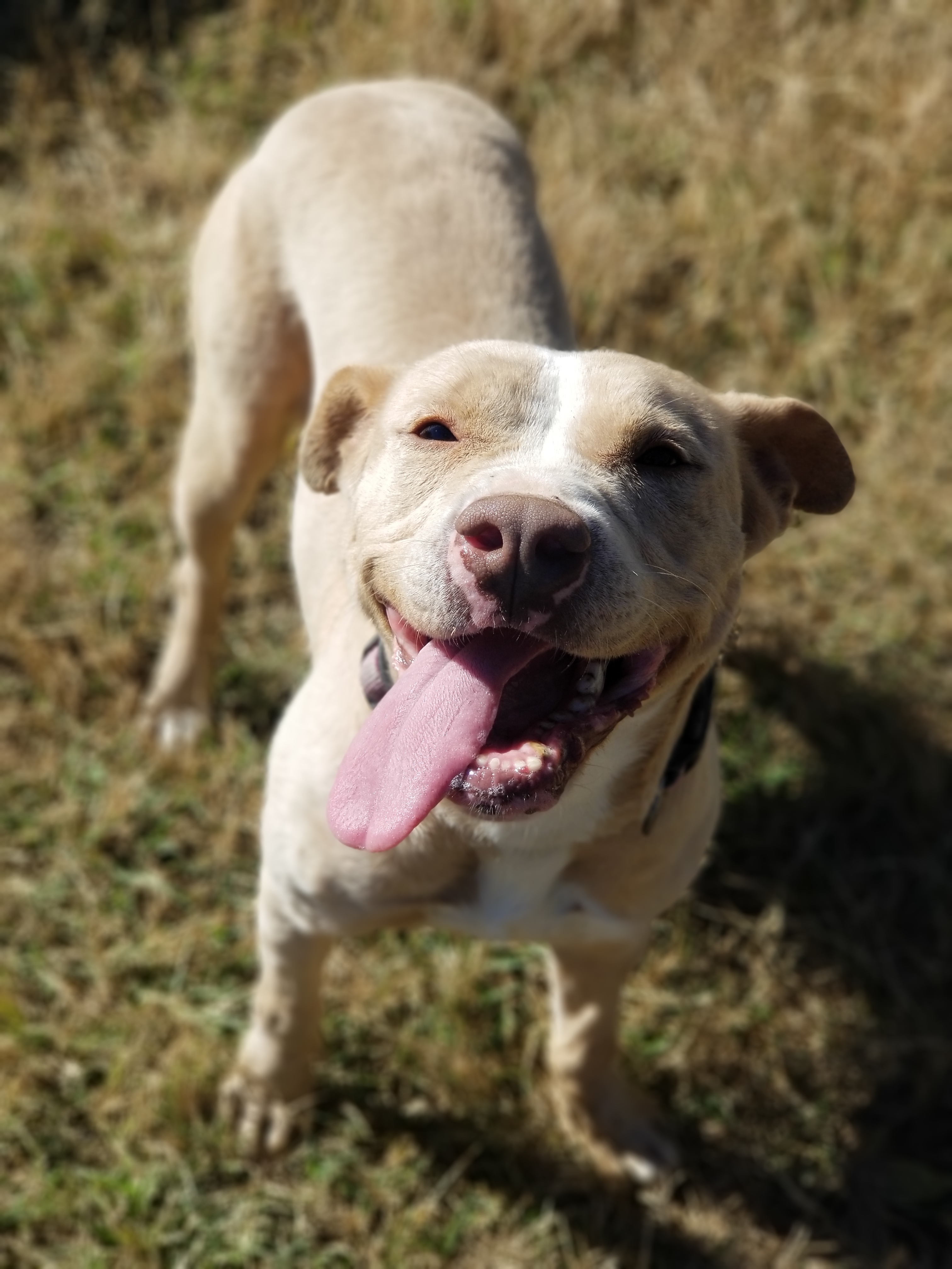 Shiloh
