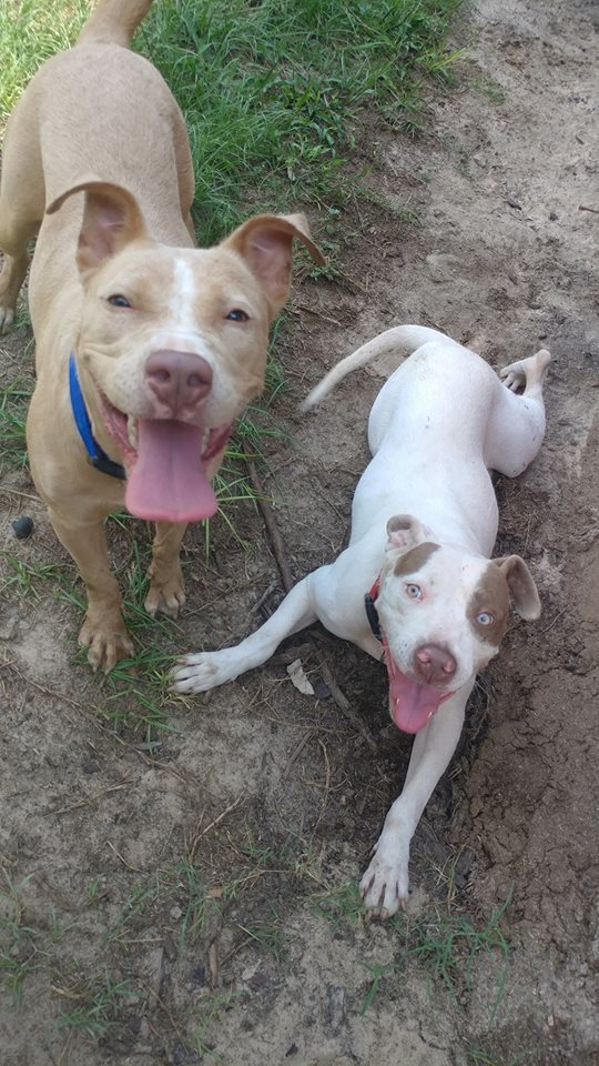 Shiloh photo 2
