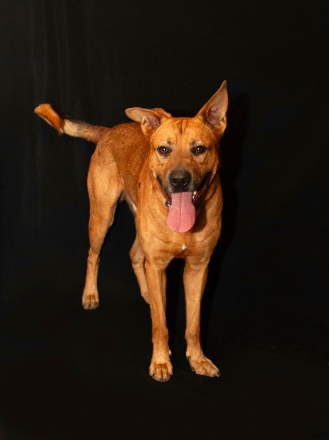 SHEPLEY, Adoptable, Young Male Mixed Breed & German Shepherd Dog.