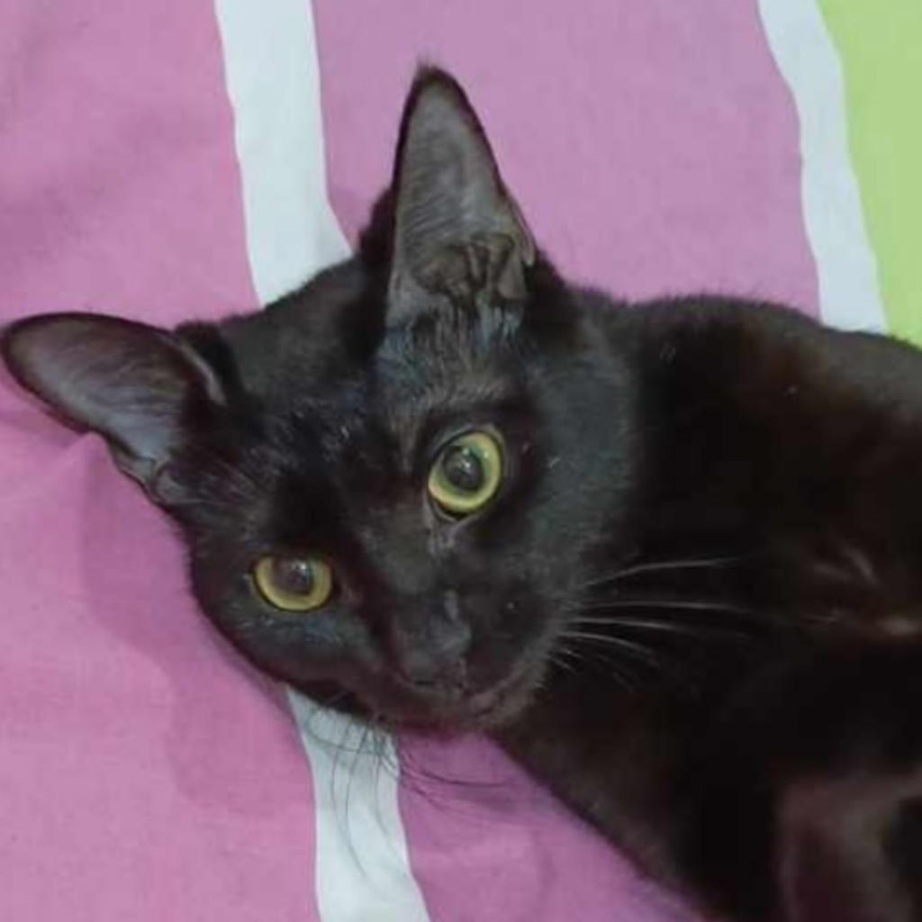 Enlarge PaoPao Kuwait, a Adoptable Domestic Short Hair in Merrifield, VA image 1/6