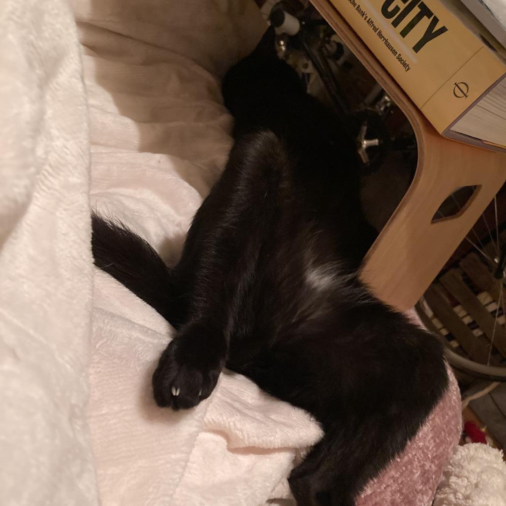 Enlarge PaoPao Kuwait, a Adoptable Domestic Short Hair in Merrifield, VA image 1/6