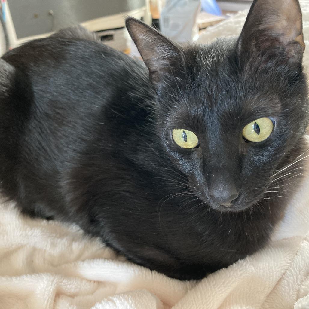 Enlarge PaoPao Kuwait, a Adoptable Domestic Short Hair in Merrifield, VA image 2/6