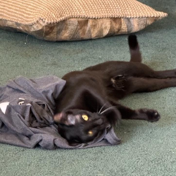 Enlarge PaoPao Kuwait, a Adoptable Domestic Short Hair in Merrifield, VA image 3/6