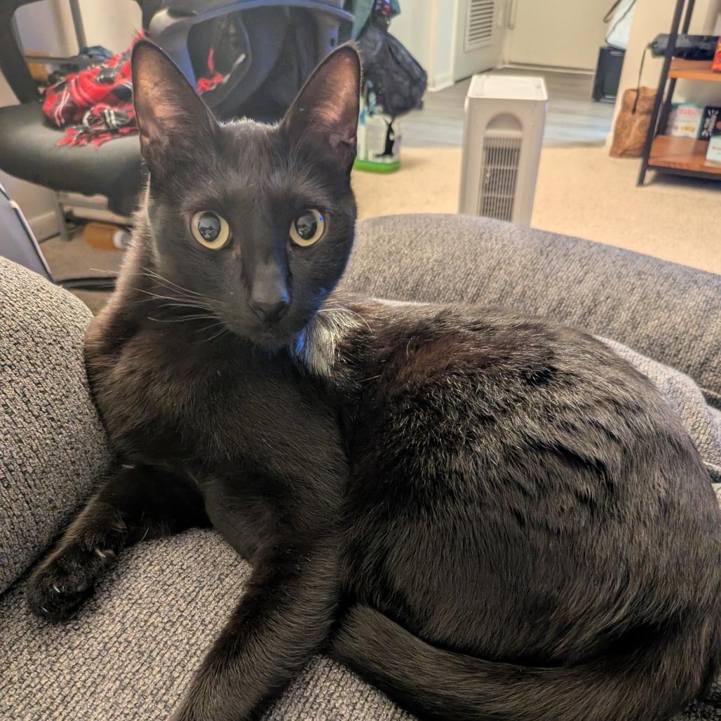 PaoPao Kuwait, a Adoptable Domestic Short Hair in Merrifield, VA image 3/6