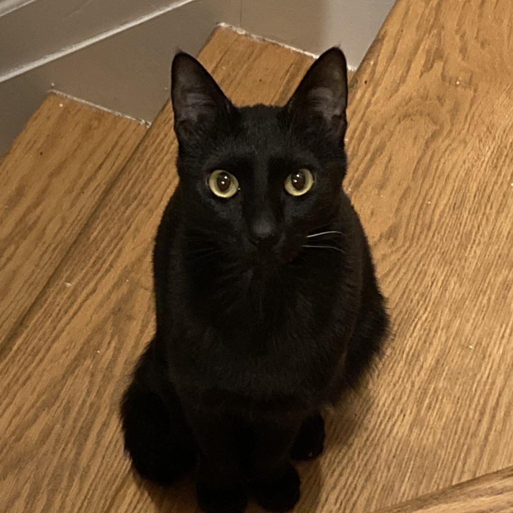 Enlarge PaoPao Kuwait, a Adoptable Domestic Short Hair in Merrifield, VA image 3/6