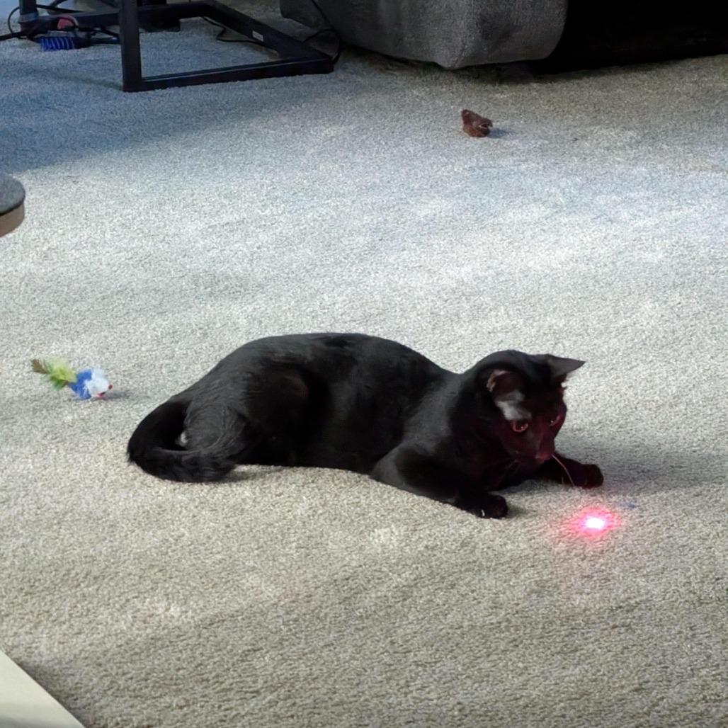 Enlarge PaoPao Kuwait, a Adoptable Domestic Short Hair in Merrifield, VA image 4/6