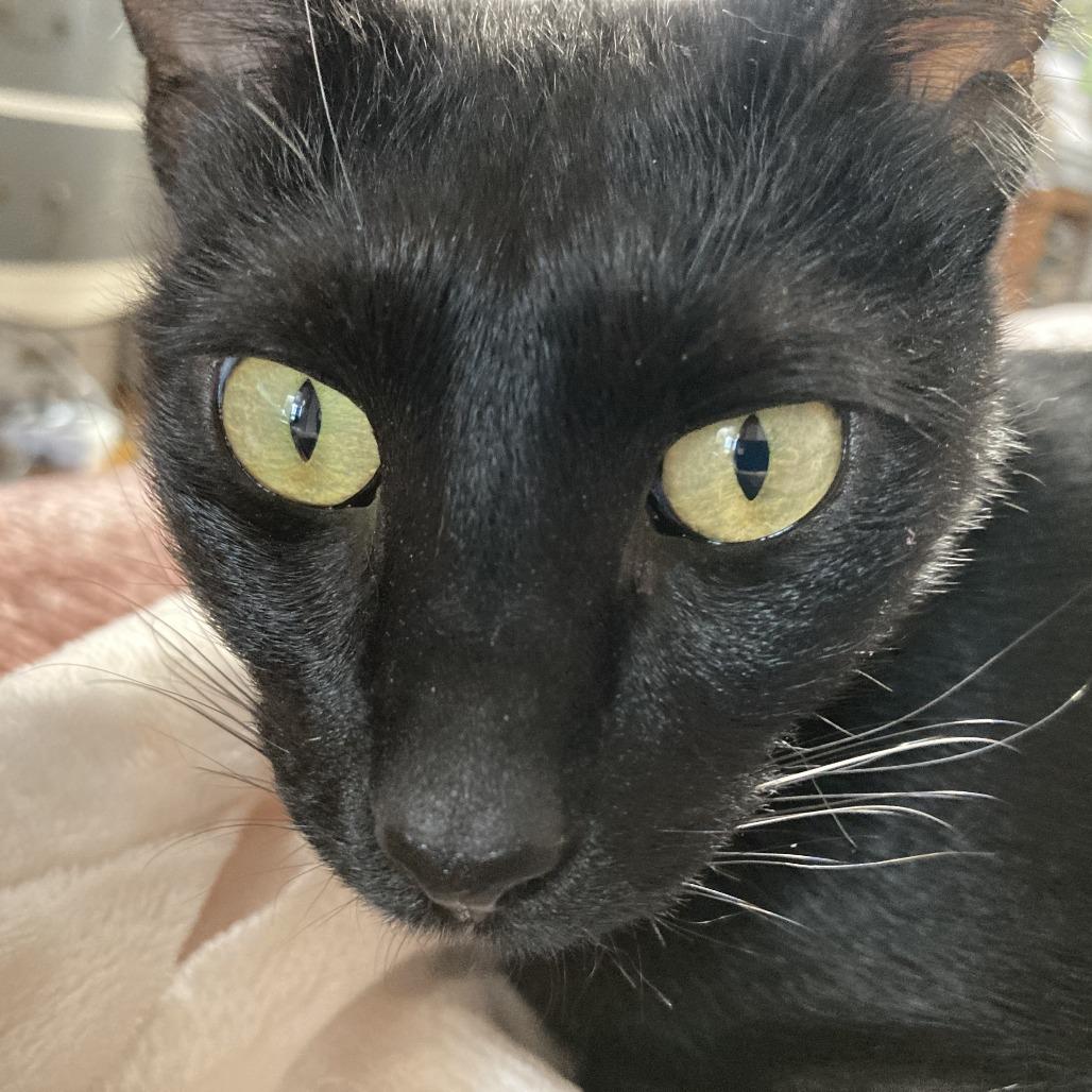 Enlarge PaoPao Kuwait, a Adoptable Domestic Short Hair in Merrifield, VA image 5/6