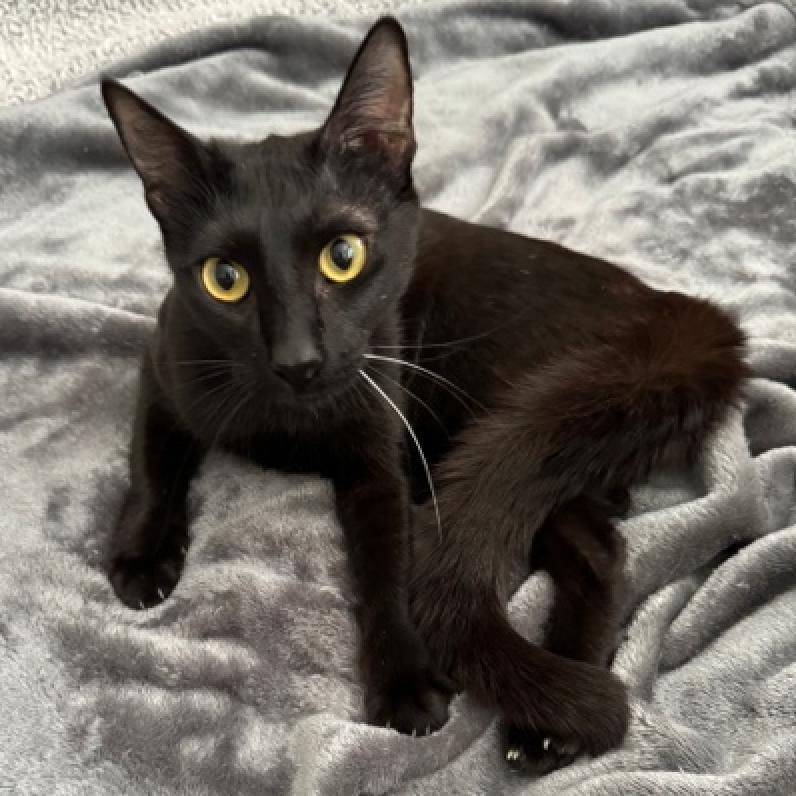 Enlarge PaoPao Kuwait, a Adoptable Domestic Short Hair in Merrifield, VA image 6/6