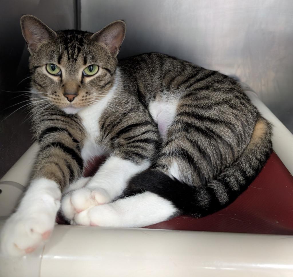 Enlarge Aura, a Adopted mixed breed in New Manchester, WV image 1/1