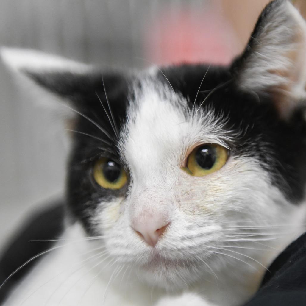 Lotti, Adoptable, Kitten Female Domestic Short Hair.