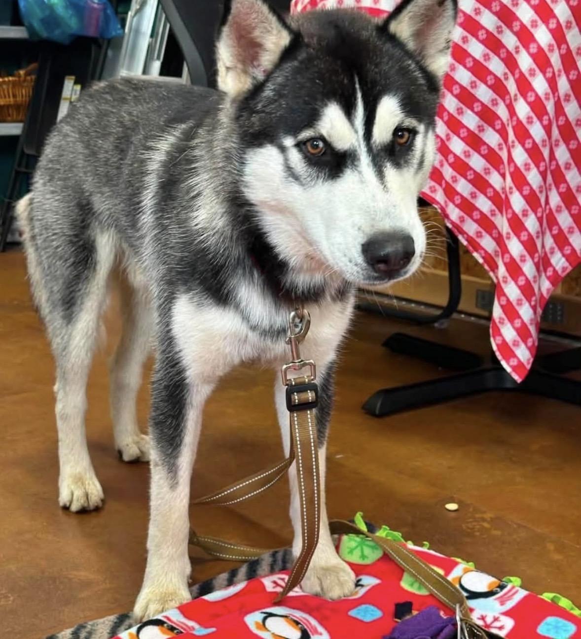 Milo, a ADOPTABLE Husky in Tillamook, OR image 2/4
