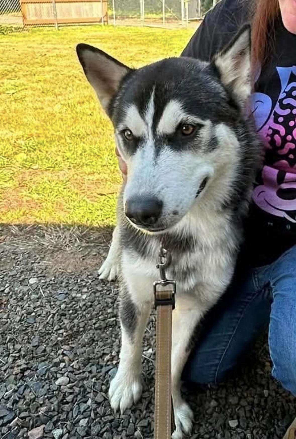 Milo, a ADOPTABLE Husky in Tillamook, OR image 1/4