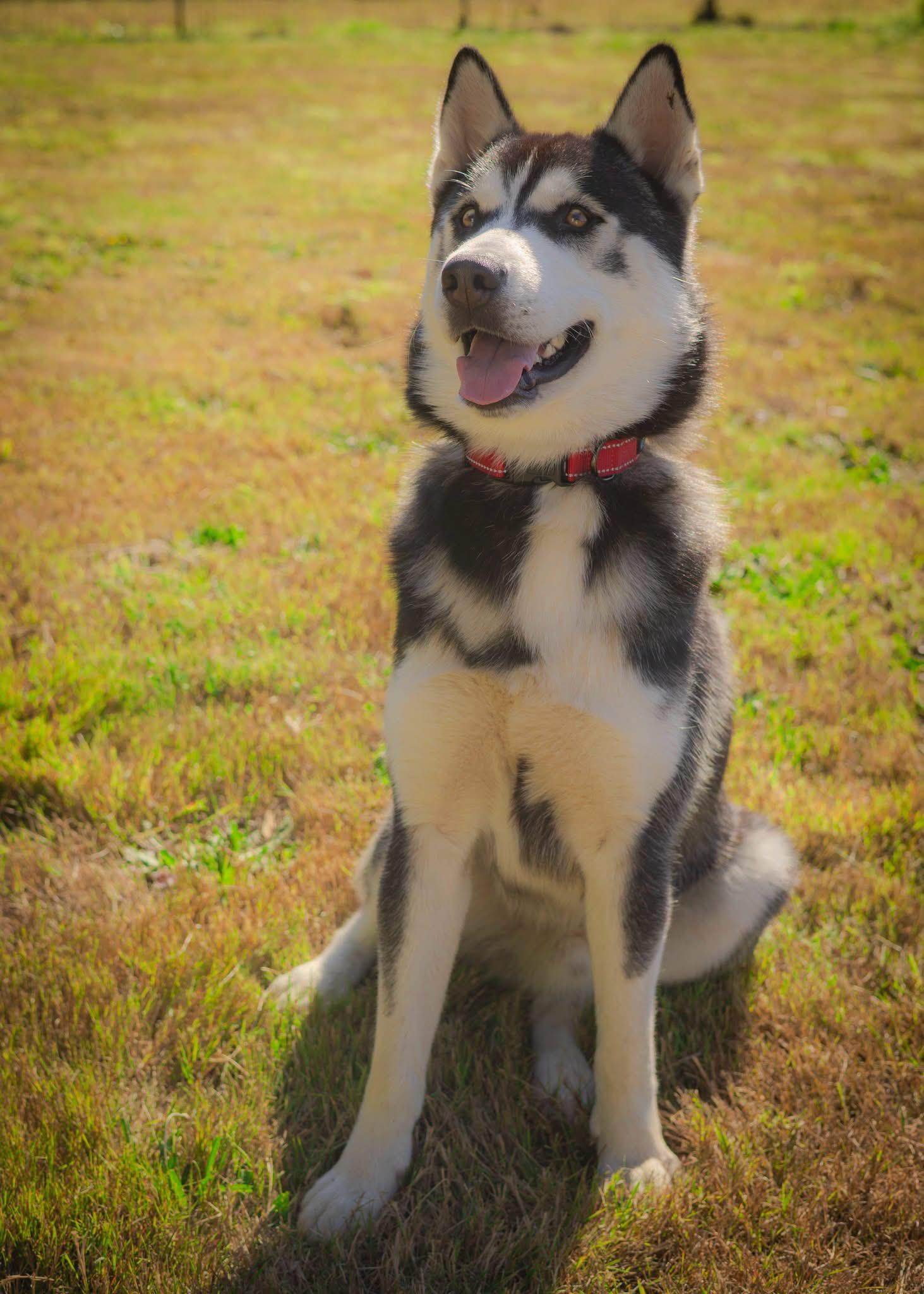 Milo, ADOPTABLE, Young Male Husky.