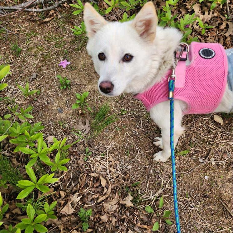 Cloud, an adoptable Jindo, Spitz in San Ramon, CA, 94582 | Photo Image 3